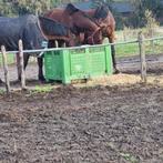 Vrije boxen beschikbaar! (Breda), Dieren en Toebehoren, Stalling en Weidegang, Stalling