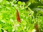 🦐Jonge Neocaridina Garnalen🦐 Rood “Red Cherry” Zie foto’s, Dieren en Toebehoren, Vissen | Aquariumvissen, Kreeft, Krab of Garnaal