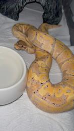 1.0 Banana DH Clown Het Piebald 2024, Dieren en Toebehoren, Slang, 0 tot 2 jaar