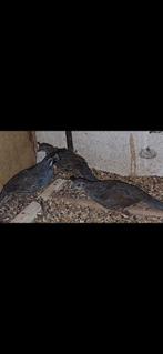 Californische kuifkwartels, Dieren en Toebehoren, Vogels | Overige Vogels, Meerdere dieren, Tropenvogel