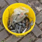 Grote Partij Strand-/Zeevislood (12,5 kg), Ophalen, Zo goed als nieuw, Dobber of Lood