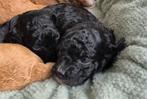 Thuis nestje Maltipoo F1B!  Summer love️, Poedel, CDV (hondenziekte), 8 tot 15 weken, Meerdere
