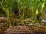 Waterplanten met wortels €0,30 per bos uit de wortels, Dieren en Toebehoren, Vissen | Aquaria en Toebehoren, Ophalen, Zo goed als nieuw