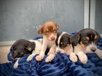 Boerenfox puppy’s mogen het nest verlaten, Dieren en Toebehoren, Honden | Niet-rashonden, 8 tot 15 weken, Meerdere, Meerdere dieren