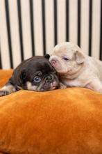 Franse bulldog pups te koop, Dieren en Toebehoren, Honden | Bulldogs, Pinschers en Molossers, 8 tot 15 weken, Parvo, Bulldog, Meerdere