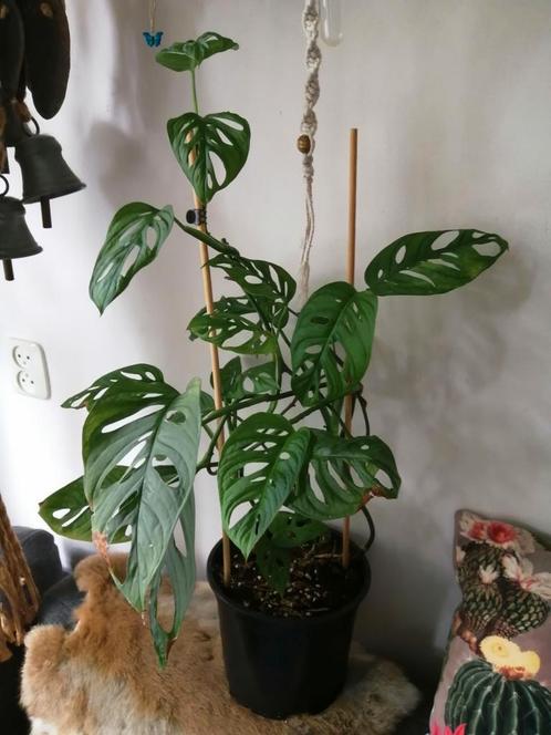Monstera adansonii, Huis en Inrichting, Kamerplanten, Overige soorten, Minder dan 100 cm, Ophalen of Verzenden