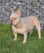 🥰 Prachtige blue fawn crème franse bulldog DEKREU Rico 🥰, Dieren en Toebehoren, Honden | Dekreuen, Particulier, Rabiës (hondsdolheid)