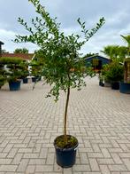 Limoenkaviaar boom 160cm met vruchten, Bloeit niet, Overige soorten, 100 tot 250 cm, Ophalen