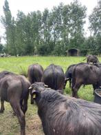 BESTELLING KERST PAKKET KALFSVLEES WATERBUFFEL, Ophalen