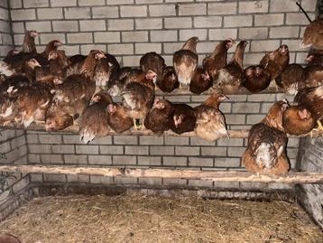 Leghennen 18-20 weken oud beschikbaar voor biedingen