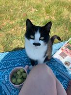 Heksenkat, Dieren en Toebehoren, Oktober, Geslacht onbekend