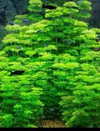 Aquarium planten 1,99 per stek, Ophalen of Verzenden, Overige soorten, Minder dan 100 cm