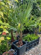 Trachycarpus fortunei stam 20 cm 30 per/st nu 2st 50 euro, Ophalen, Zomer, Overige soorten, Halfschaduw