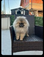 Pomeran, Dieren en Toebehoren, Particulier, Rabiës (hondsdolheid), 8 tot 15 weken, Buitenland