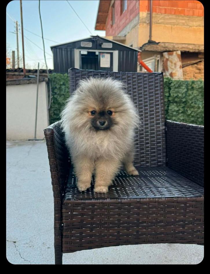 Pomeran, Dieren en Toebehoren, Honden | Chihuahua's en Gezelschapshonden, Reu, Overige rassen, Particulier, Eén hond, Buitenland