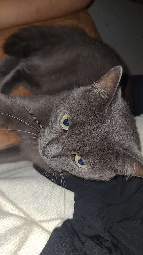 kruising raggdoll en Britse korthaar, Dieren en Toebehoren, Katten en Kittens | Dekkaters