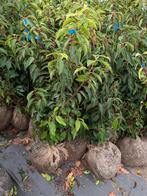 Prunus lusitanica- Portugese laurier 60-80cm, Ophalen, Laurier, Struik, Minder dan 100 cm