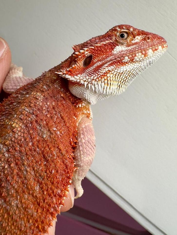 Rode hypo baardagaam vrouw