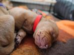te koop vizsla pups .Met fci stamboom en koopgarantie ., Dieren en Toebehoren, Parvo, Overige rassen, 8 tot 15 weken, Meerdere