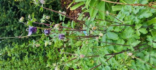 Akelei plant in grote pot, Tuin en Terras, Planten | Tuinplanten, Vaste plant, Overige soorten, Volle zon, Lente, Ophalen
