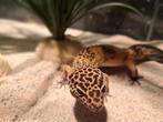 Luipaard gekko panter print vrouwtje, Dieren en Toebehoren, Reptielen en Amfibieën, Hagedis, 0 tot 2 jaar