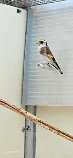 Parva mooie gezonde Vogels ., Dieren en Toebehoren, Vogels | Overige Vogels, Meerdere dieren