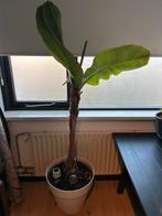 Bananenplant incl pot, Ophalen, Overige soorten