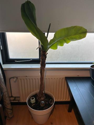 Bananenplant incl pot beschikbaar voor biedingen