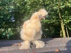 USA zijdehoender haan, Dieren en Toebehoren, Pluimvee, Mannelijk, Kip