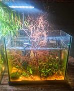 Aquarium incl +- 100 vuur garnalen, japonica , aquascape., Dieren en Toebehoren, Ophalen, Gevuld zoetwateraquarium