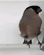 2 Noorse goudvink poppen 2024, Dieren en Toebehoren