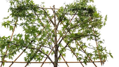 Liquidambar worplesdon| Leiamberboom | Amberboom leiboom, Tuin en Terras, Planten | Bomen, Leiboom, Zomer, Ophalen of Verzenden