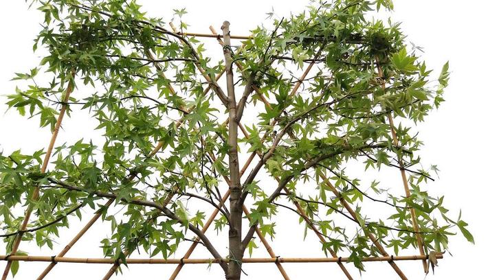 Liquidambar worplesdon| Leiamberboom | Amberboom leiboom, Tuin en Terras, Planten | Bomen, Leiboom, Zomer, Ophalen of Verzenden