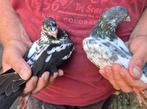 Mooi stel duifjes ., Dieren en Toebehoren, Vogels | Duiven, Meerdere dieren, Overige soorten