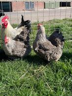 Orpington ZILVERPATRIJS, broedeieren, groot ras., Geslacht onbekend, Kip