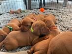 Prachtige Hongaarse Vizsla (korthaar) puppy’s, Fokker | Hobbymatig, Overige rassen, CDV (hondenziekte), 8 tot 15 weken