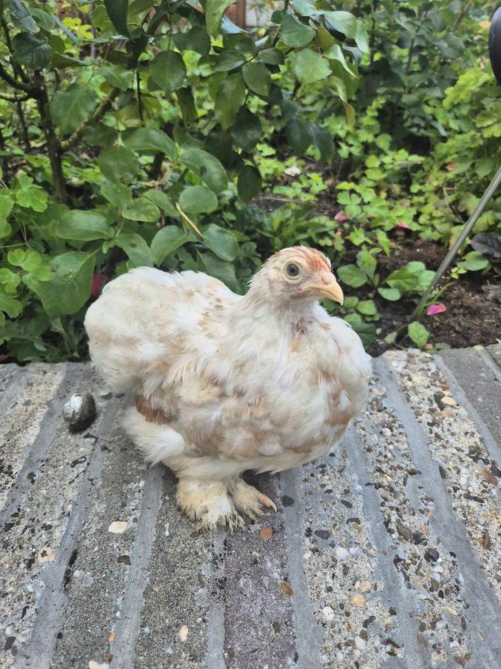 Hennen Cochin kriel 2025 krul en gladveer, Dieren en Toebehoren, Pluimvee, Kip, Vrouwelijk