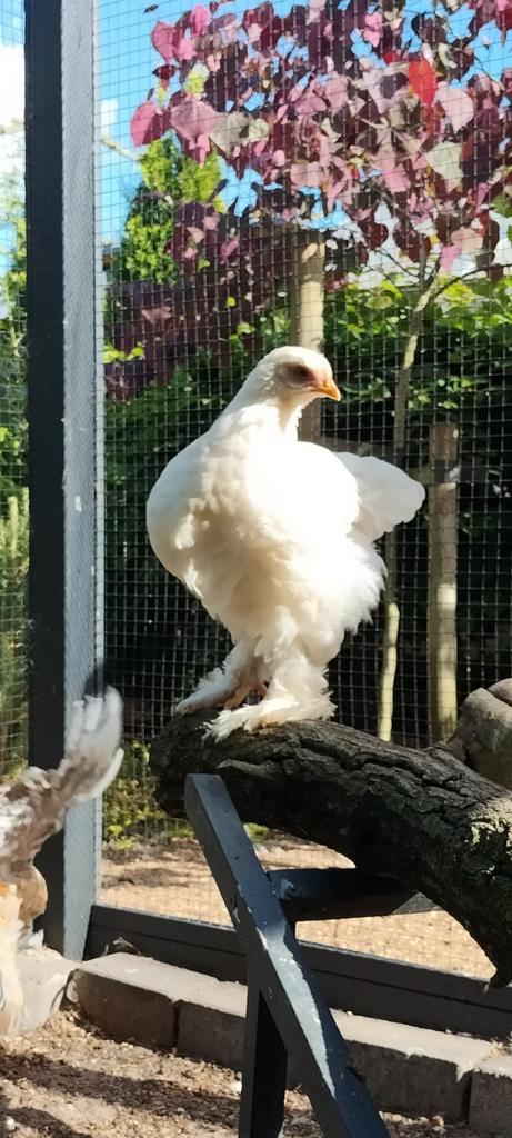 Brahma hennen 9 weken. /10 weken, Dieren en Toebehoren, Pluimvee, Kip, Vrouwelijk