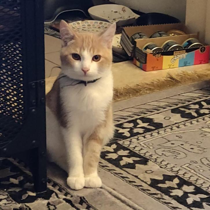 Katten, Dieren en Toebehoren, Katten en Kittens | Raskatten | Korthaar, Kater, 0 tot 2 jaar, Gechipt, Ontwormd, Ingeënt