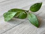 Hoya Nabawensis Splash 🌱, Ophalen of Verzenden, Halfschaduw, Minder dan 100 cm