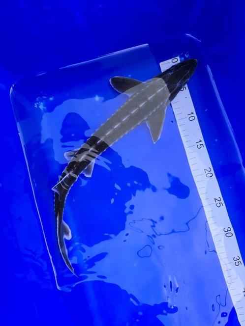 diamant steur 40-45cm, Dieren en Toebehoren, Vissen | Vijvervissen, Steur