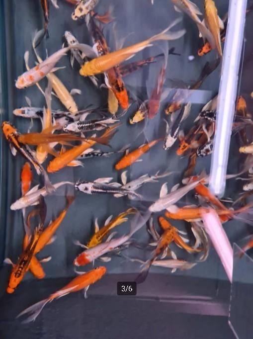 Import HQ Vlinderkoi mix ca 12/ 14 cm - Koidreams Valburg, Dieren en Toebehoren, Vissen | Vijvervissen, Karper of Koi