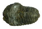 Trilobiet Circa 410 miljoen jaar oud 13953, Verzenden, Fossiel