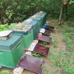 Buckfast P moeren 2stuks!! Honing lijn, Dieren en Toebehoren, Insecten en Spinnen, Bijen