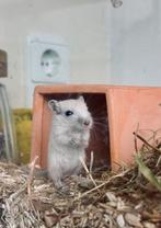 Jonge gerbils, Dieren en Toebehoren, Juli, Meerdere dieren, Overige typen, Tam