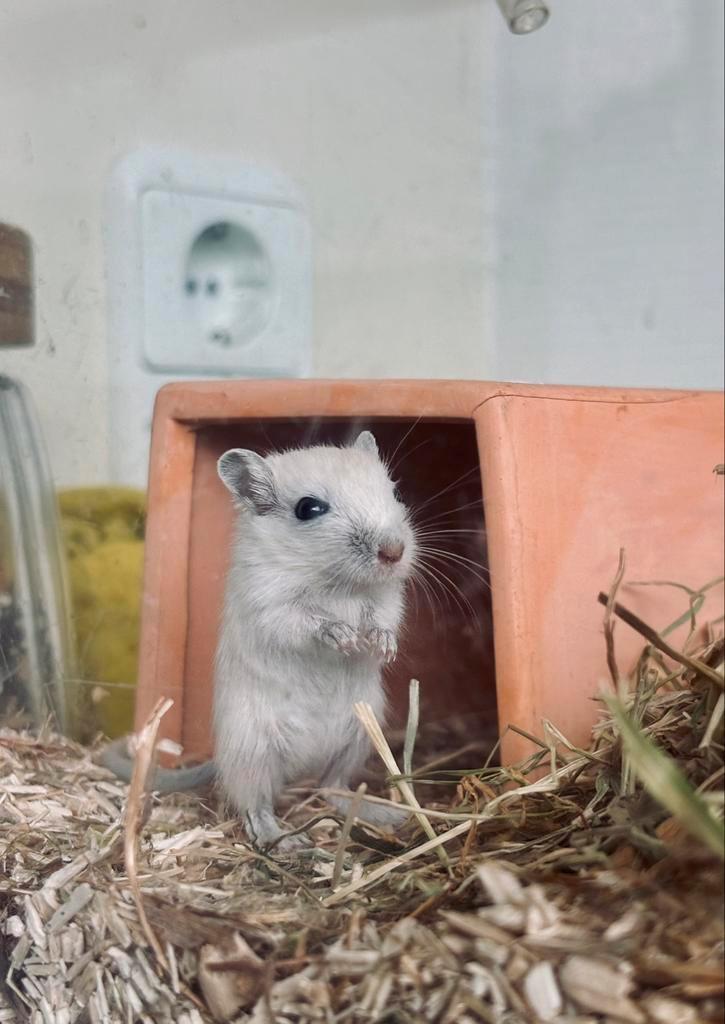Jonge gerbils, Dieren en Toebehoren, Knaagdieren, Meerdere dieren, Overige typen, Juli, Tam