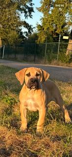 Raszuivere boerboel pups, Dieren en Toebehoren, Honden | Bulldogs, Pinschers en Molossers, Parvo, Overige rassen, 8 tot 15 weken