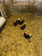 Te koop 3 hennen en haan Hollandse kuifhoen, Dieren en Toebehoren, Pluimvee, Meerdere dieren, Kip