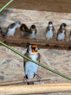 Parva putter, Dieren en Toebehoren, Mannelijk, Wildzangvogel