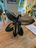 Ficus Elastica 'Burgundy' - Rubberplant met pot, Ophalen, Ficus, Halfschaduw, Minder dan 100 cm